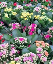 Marty Fleurs image 17