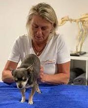 anima activa Hundephysiotherapie Bild 1