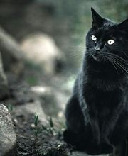 Le Chat Noir Benoit B. image 2