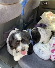 Mutt Hut Pet Grooming image 1