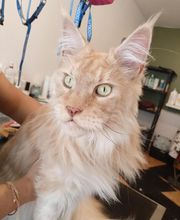 Les Animaux Chics image 10