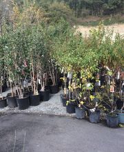 Pépinière Côté Jardin image 20