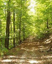 Manzoni Frères Forestière Et Motoculture image 1