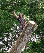 Franglais Soins Des Arbres image 10