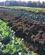 Gfeller maraîcher bio Bild 7