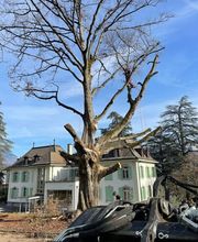 Arbre & Co Sàrl Bild 8