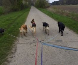 Smiling Dog Bild 5
