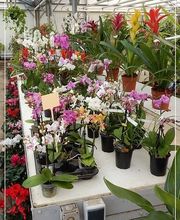 LOGEART HORTICULTEUR - FLEURISTE image 2