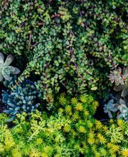 Dig It Gardens image 6