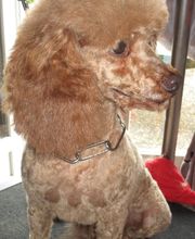 Com Chien Et Chat image 8