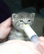 Aspen Creek Veterinary Clinic image 10