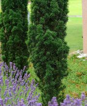 Gartengestaltung Andreas Jakob GmbH Bild 11