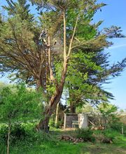Arbocaria image 4