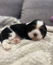 Le royaume du Bonheur image 4