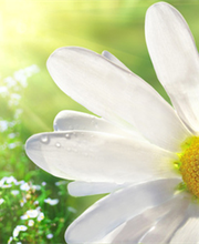 Psychotherapie HeilprG Heart Math Methode Strobelt-Lockenvitz Petra Bild 2