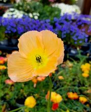 Pépinière des Aspres image 15