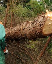 Bont Gartenbau und Gartenpflege AG Bild 11