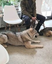 Hunde im Wartezimmer