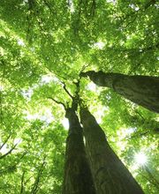Gerber Garten - Spezialholzerei Bild 1