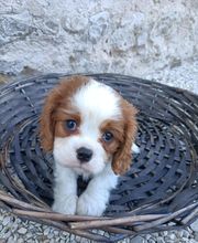 Manusset Sylvie image 3