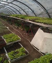 Gros Philippe (Ent) image 4