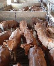 Pinsos Cortada imagen 13