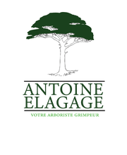 Antoine élagage image 6
