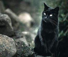 Le Chat Noir Benoit B. image 2