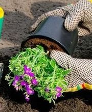 Pellanda Gianmaria Bild 2