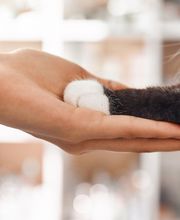 Hotlinetierarzt Bild 3