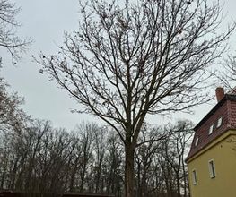 WEGA Garten & Landschaft Bild 4