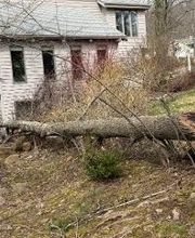 Owen's Tree Expert image 2