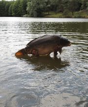 Grunevald Eméric image 6