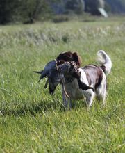 Jagdhundeausbildung Sommer Bild 6