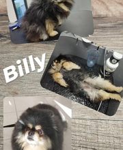 Salon de Toilettage Jenny Dog et Company image 8