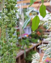 Gamm Vert - Villefranche de Rouergue image 8