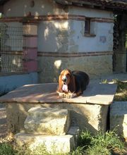 Le Grand Cèdre image 12