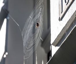 Köring Schädlingsbekämpfung Bild 1