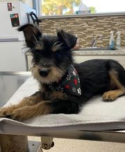 Ormond Beach Family Vet image 13