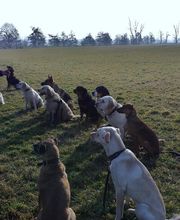Lanis-Hundeschule Bild 1