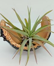 DecoArt Vinya i Mar imagen 14