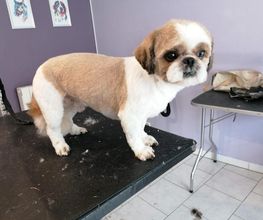 L'Espace Canin image 4