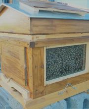 Abeille De Ré image 16