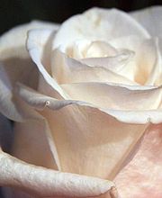 Bielsa Christine image 5