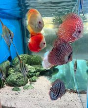 Aquasalvaje imagen 2