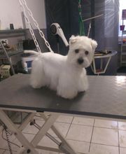 Chadog Toilettage image 16