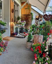 Blumen und Pflanzen Bild 8