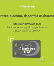 WashDog Bellinzona Bild 2