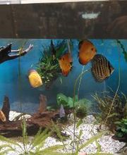 Jardinerie HORNBACH Villeneuve Bild 6