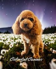 Colorful Canines image 3